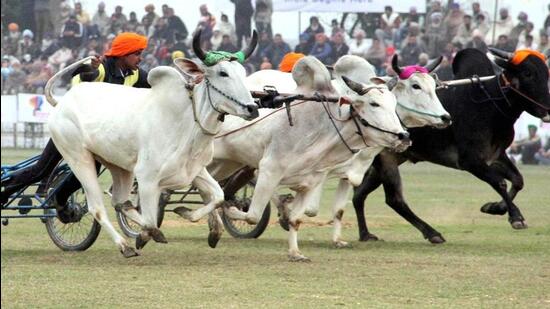 Bullock cart races between Talegaon Dhamdhere and Kasari are organised at Bailgada Ghat on the border of their villages. (REPRESENTATIVE PHOTO)
