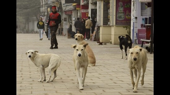 Canine terror: Dog bite incidents on rise in Ludhiana