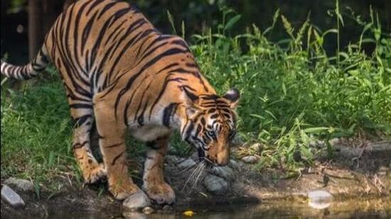 Fearing more attacks, the villagers have asked the forest department to lay down traps. (Shutterstock file image)