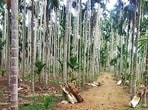 Karnataka is home to 80% of India’s areca nut production. (HT Photo)