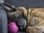 With ageing, your dog's sleep pattern may undergo a change and that may affect quality of their sleep With ageing, your dog's sleep pattern may undergo a change and that may affect quality of their sleep