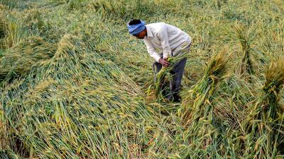 A farmer inspects his wheat crop, affected due to rains and strong winds, at a village on the outskirts of Gurugram. (PTI File) A farmer inspects his wheat crop, affected due to rains and strong winds, at a village on the outskirts of Gurugram. (PTI File)