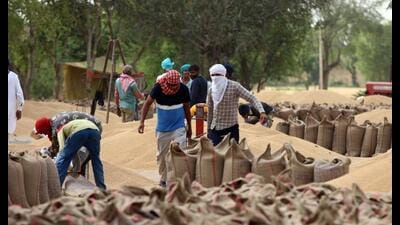 As wheat harvesting is in full swing in southwest Punjab, Mansa is leading among the seven districts of the region with more than 1.57 lakh tonnes of grain arriving in mandis till Saturday, according to officials. (Sanjeev Kumar/HT)