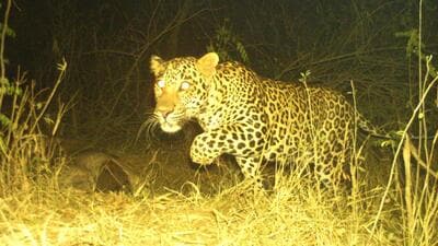 Himmat and Naina Guram’s camera trap image of a leopard on sambar kill. (HT Photo) Himmat and Naina Guram’s camera trap image of a leopard on sambar kill. (HT Photo)