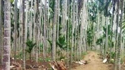 Karnataka is home to 80% of India’s areca nut production. (HT Photo) Karnataka is home to 80% of India’s areca nut production. (HT Photo)