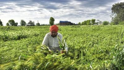 The PMFBY is a subsidized crop insurance scheme, where farmers pay between 1.5% and 2% of the premiums depending on crop cycles. (HT) The PMFBY is a subsidized crop insurance scheme, where farmers pay between 1.5% and 2% of the premiums depending on crop cycles. (HT)