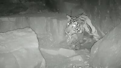 Tigress T-117 was spotted with three cubs in a camera trap (HT Photo/Sourced) Tigress T-117 was spotted with three cubs in a camera trap (HT Photo/Sourced)