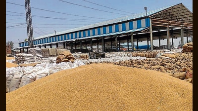 Wheat at the Indri grain market in Karnal of Haryana on Saturday. (HT Photo) Wheat at the Indri grain market in Karnal of Haryana on Saturday. (HT Photo)