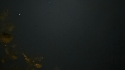 Ananya Panday also shared a picture of the night sky. The clear sky had several stars. Ananya Panday also shared a picture of the night sky. The clear sky had several stars.