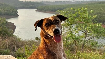 Ananya Panday shared a photo of a dog with the view of the lake in the background. Ananya Panday shared a photo of a dog with the view of the lake in the background.