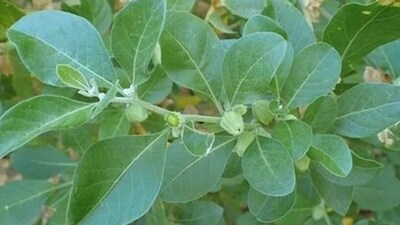 Ashwagandha: It contains compounds, including withaferin A (WA), that may help reduce inflammation in the body. By decreasing the markers of inflammation, it improves the immune cells, i.e., WBC’s that combat infection. Ashwagandha: It contains compounds, including withaferin A (WA), that may help reduce inflammation in the body. By decreasing the markers of inflammation, it improves the immune cells, i.e., WBC’s that combat infection.