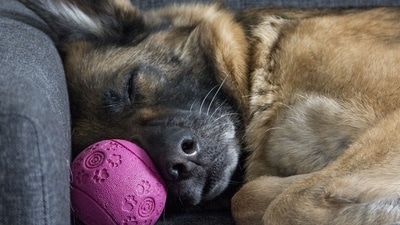 With ageing, your dog's sleep pattern may undergo a change and that may affect quality of their sleep (Pixabay)