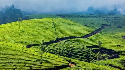 Tea Gardens of Munnar: Munnar is renowned for its sprawling tea gardens that offer a breathtaking view of the hills. A walk among the lush greenery of the tea gardens is a rejuvenating experience. You can also visit the tea factories and learn about the processing of tea leaves. (Unsplash) Tea Gardens of Munnar: Munnar is renowned for its sprawling tea gardens that offer a breathtaking view of the hills. A walk among the lush greenery of the tea gardens is a rejuvenating experience. You can also visit the tea factories and learn about the processing of tea leaves. (Unsplash)