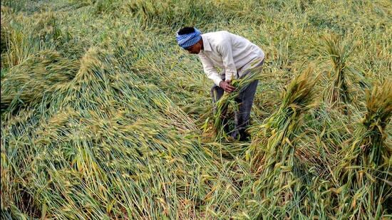 A farmer inspects his wheat crop, affected due to rains and strong winds, at a village on the outskirts of Gurugram. (PTI File)