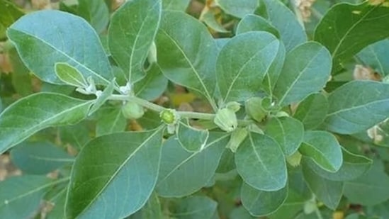 Ashwagandha: It contains compounds, including withaferin A (WA), that may help reduce inflammation in the body. By decreasing the markers of inflammation, it improves the immune cells, i.e., WBC’s that combat infection.