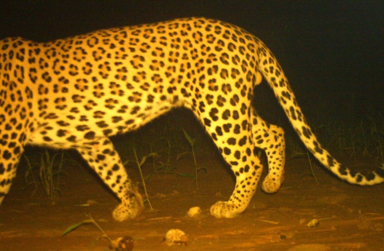Himmat and Naina Guram’s camera trap image of a passing leopard. (HT) Himmat and Naina Guram’s camera trap image of a passing leopard. (HT)