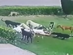 The incident happened at around 6 am inside the Aligarh Muslim University (AMU) campus. (Screengrab)