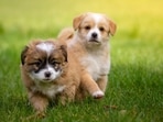Dogs come in all shapes and sizes, and while some people prefer larger breeds, others love the companionship of a smaller dog. From the Chihuahua, the tiniest of them all, to the Cavalier King Charles Spaniel, we will learn about their unique characteristics and why they make such great pets. Whether you are looking for a small dog to snuggle with or a loyal companion to take on your daily walks, these ten breeds have a lot to offer. So, let's dive in and learn more about the world's smallest dogs!