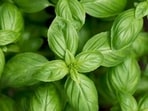 Basil: This herb is a classic summer staple, with its bright, fresh taste and aroma. Use it in salads, pesto, and as a garnish to add a burst of flavor to any dish