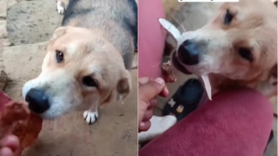 Dog gifts random things to neighbour in exchange for treats. (Instagram/@Indianpuppy)