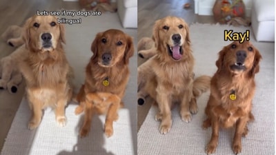 Dogs reacting to different languages. (Instagram/@Gamja and Chip) Dogs reacting to different languages. (Instagram/@Gamja and Chip)
