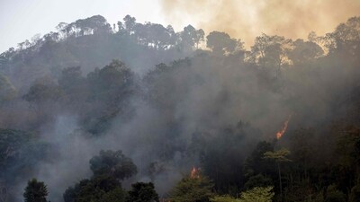 On April 11, the fire was detected in the Madukkarai forest range of the Coimbatore Forest Division. (Representational Image) (AFP)