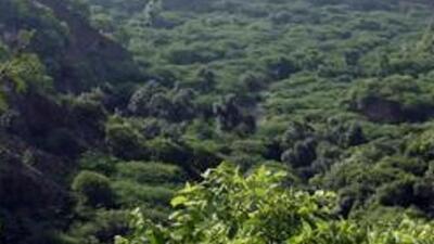 The 16 parameters for revamping the forests were identified after looking at best practices abroad. (HT Archive) The 16 parameters for revamping the forests were identified after looking at best practices abroad. (HT Archive)