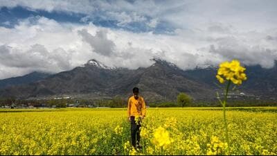 Tourism department is planning to have stopovers for tourists at mustard fields around the national highway in Kashmir. (HT File) Tourism department is planning to have stopovers for tourists at mustard fields around the national highway in Kashmir. (HT File)