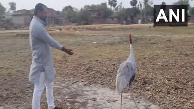 UP man goes viral for his friendship with a Sarus crane. (ANI)