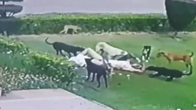 The incident happened at around 6 am inside the Aligarh Muslim University (AMU) campus. (Screengrab) The incident happened at around 6 am inside the Aligarh Muslim University (AMU) campus. (Screengrab)