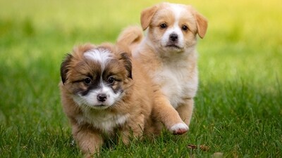 Dogs come in all shapes and sizes, and while some people prefer larger breeds, others love the companionship of a smaller dog. From the Chihuahua, the tiniest of them all, to the Cavalier King Charles Spaniel, we will learn about their unique characteristics and why they make such great pets. Whether you are looking for a small dog to snuggle with or a loyal companion to take on your daily walks, these ten breeds have a lot to offer. So, let's dive in and learn more about the world's smallest dogs! (Pixabay) Dogs come in all shapes and sizes, and while some people prefer larger breeds, others love the companionship of a smaller dog. From the Chihuahua, the tiniest of them all, to the Cavalier King Charles Spaniel, we will learn about their unique characteristics and why they make such great pets. Whether you are looking for a small dog to snuggle with or a loyal companion to take on your daily walks, these ten breeds have a lot to offer. So, let's dive in and learn more about the world's smallest dogs! (Pixabay)