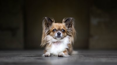 Papillon - Papillons are a small breed weighing only 4-9 pounds. They are known for their distinctive butterfly-shaped ears and are very intelligent and trainable. (Unsplash) Papillon - Papillons are a small breed weighing only 4-9 pounds. They are known for their distinctive butterfly-shaped ears and are very intelligent and trainable. (Unsplash)