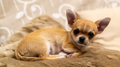 Chihuahua - The Chihuahua is the smallest dog breed in the world, weighing only 2-6 pounds. They are known for their big personalities and are very loyal to their owners. (Unsplash) Chihuahua - The Chihuahua is the smallest dog breed in the world, weighing only 2-6 pounds. They are known for their big personalities and are very loyal to their owners. (Unsplash)