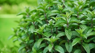 Mint: Mint is another refreshing herb that's perfect for summer. Add it to iced tea, lemonade, or fruit salads to add a cooling, invigorating touch to your meals. (Unsplash)