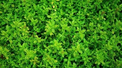 Thyme: Thyme is a delicate herb with a subtle, earthy flavor that's perfect for summer dishes. Use it to season grilled meats or roasted vegetables, or add it to marinades and sauces for an extra layer of flavour. (Unsplash)