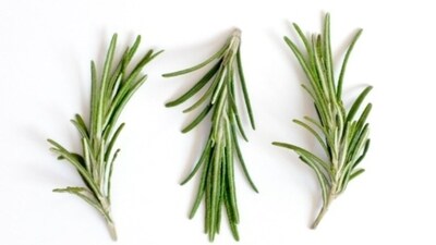 Rosemary: Rosemary is a flavorful herb that's perfect for grilling and roasting. Use it to season meats, potatoes, or other root vegetables for a fragrant and delicious summer mealRosemary: Rosemary is a flavorful herb that's perfect for grilling and roasting. Use it to season meats, potatoes, or other root vegetables for a fragrant and delicious summer meal. (Unsplash)