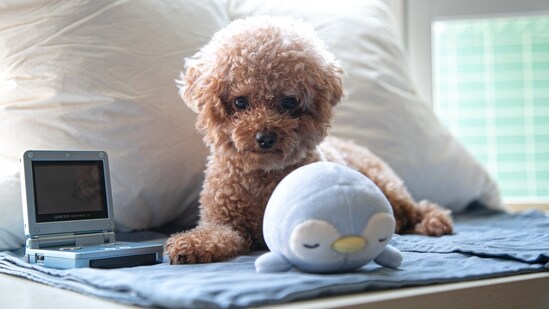 Toy Poodle - Toy Poodles weigh between 6-9 pounds and are known for their curly, hypoallergenic coat. They are very intelligent and make great companion dogs.(Unsplash)