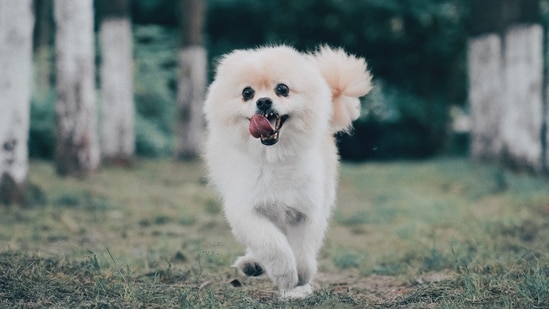Pomeranian - Pomeranians weigh between 3-7 pounds and are known for their fluffy, teddy bear-like appearance. They are intelligent and make great watchdogs.(Unsplash)