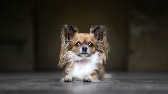 Papillon - Papillons are a small breed weighing only 4-9 pounds. They are known for their distinctive butterfly-shaped ears and are very intelligent and trainable.(Unsplash)