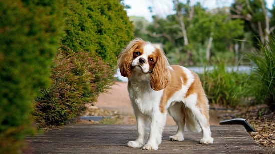 Cavalier King Charles Spaniel - Cavalier King Charles Spaniels weigh between 13-18 pounds and are known for their beautiful, silky coat. They are friendly and make great family pets.(Unsplash)