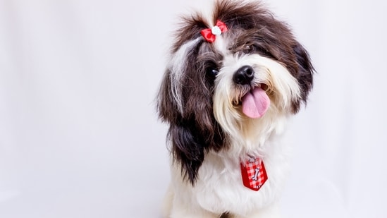 Shih Tzu - Shih Tzus weigh between 9-16 pounds and are known for their long, flowing hair. They are affectionate and make great lap dogs.(Unsplash)