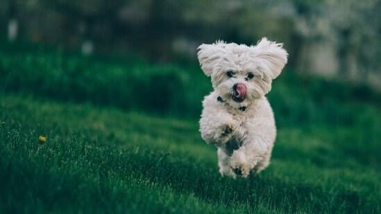 Bichon Frise - Bichon Frises weigh between 10-18 pounds and are known for their fluffy, white coat. They are friendly and make great family pets.(Unsplash)
