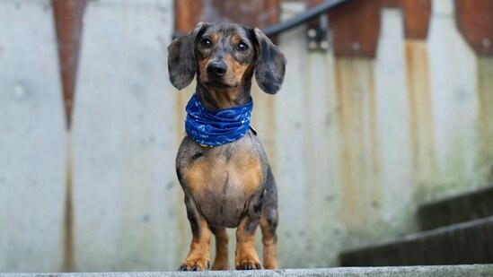 Dachshund - Dachshunds, also known as Wiener dogs, weigh between 11-32 pounds depending on the variety. They are known for their long, low bodies and are playful and loyal.(Unsplash)