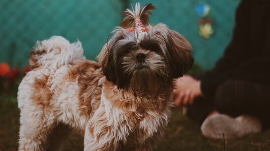 Affenpinscher - Affenpinschers are a small breed weighing only 7-9 pounds. They have a distinct, monkey-like appearance and are known for being spunky and fun-loving.(Unsplash)