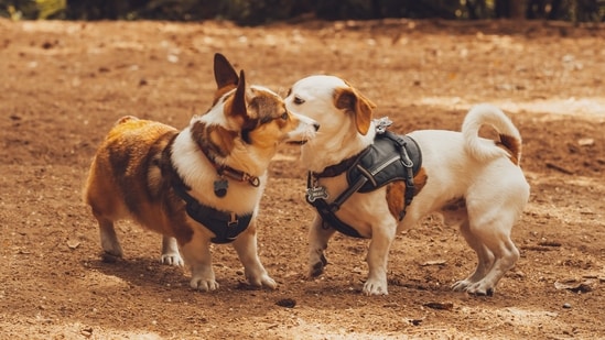 Overall, these small dog breeds make great companions for those who live in apartments or have limited space. They are also great for those who want a lap dog to snuggle with. Despite their small size, they have big personalities and bring a lot of joy to their owners' lives.(Unsplash)