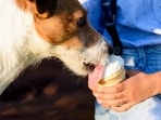 Frozen Yogurt Drops for Dogs: Yogurt is a healthy and tasty treat for dogs, and freezing it turns it into a refreshing summer snack. Mix plain yogurt with organic peanut butter, pour it into a silicone mold, and freeze it for four hours. Serve them to your furry friend and watch him enjoy his crunchy and creamy summer treat.