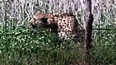 Oban is one of the eight cheetahs brought from Namibia last September. (File Photo/ ANI) Oban is one of the eight cheetahs brought from Namibia last September. (File Photo/ ANI)