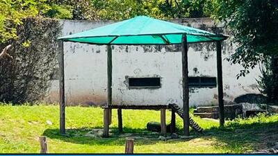 Amid the searing heatwave conditions, authorities at Mahendra Chaudhary Zoological Park, Chhatbir, have come up with a summer plan for animals in enclosures. (HT Photo)