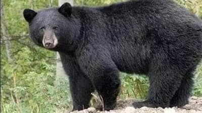 Animals like deer, bear and hyena can be easily spotted in Munger forests in Bihar. (Representative Image)