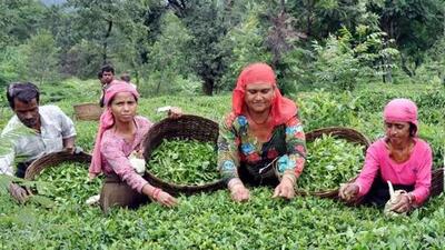 G20 delegates will be given a tour of various tourist attractions in and around Dharamshala covering the sprawling tea gardens. (HT File) G20 delegates will be given a tour of various tourist attractions in and around Dharamshala covering the sprawling tea gardens. (HT File)